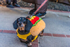 DVPhotoVideo2025_1024_184520-02585